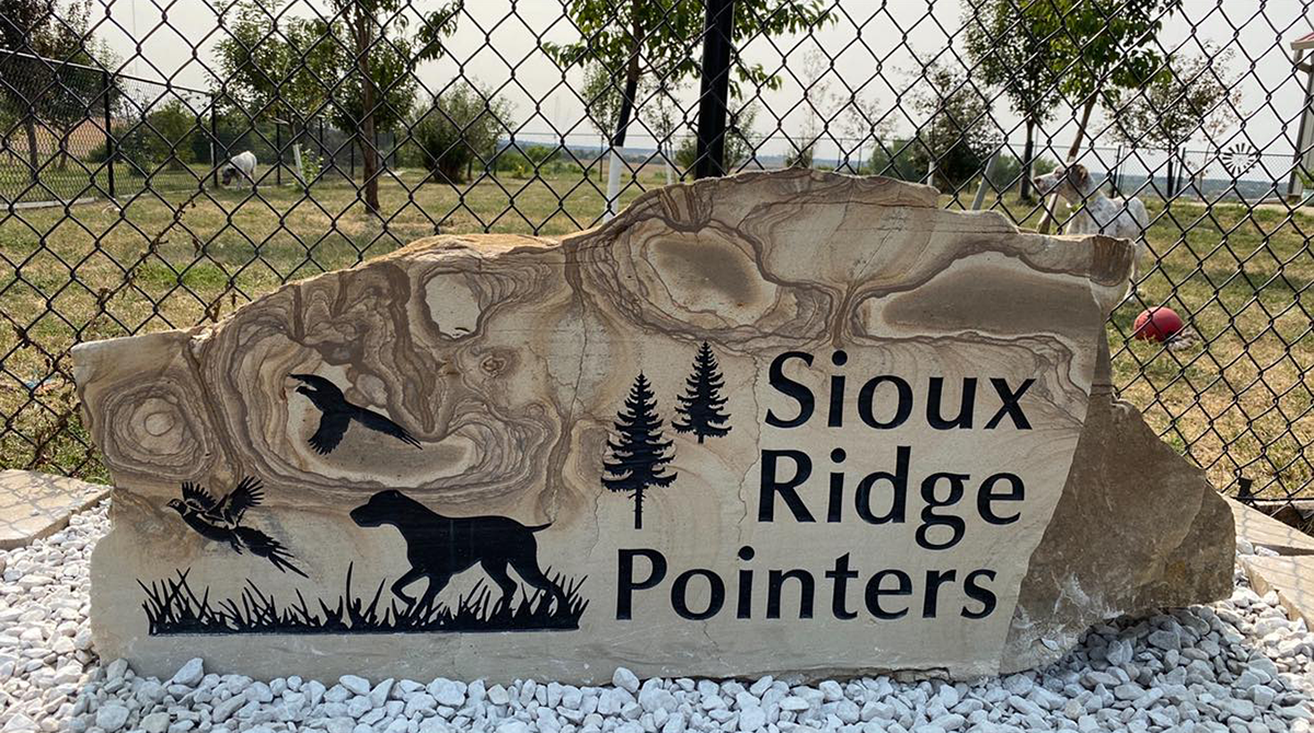 french pointers and bdb gundogs for sale