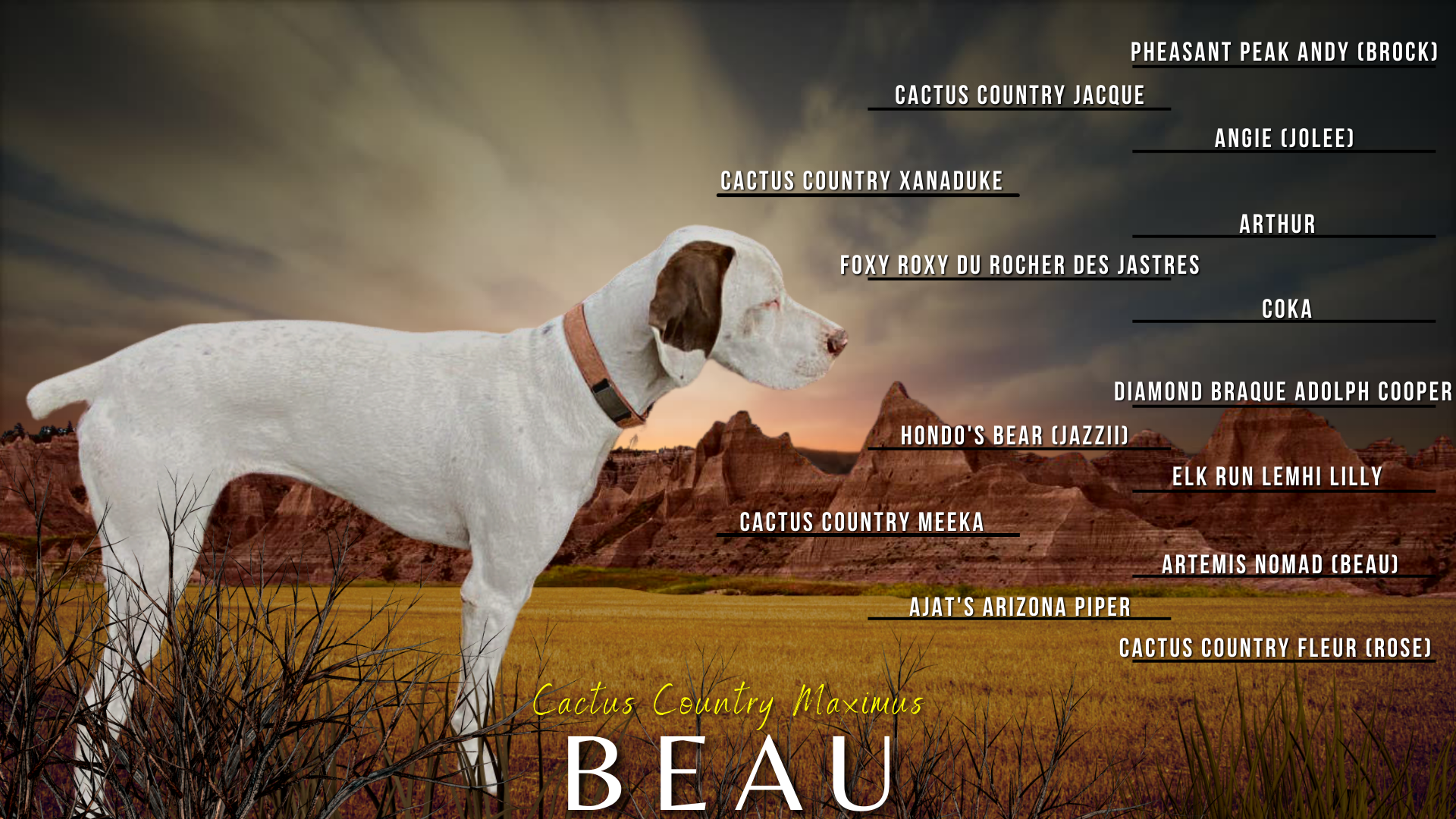 Braque du Bourbonnais kennel