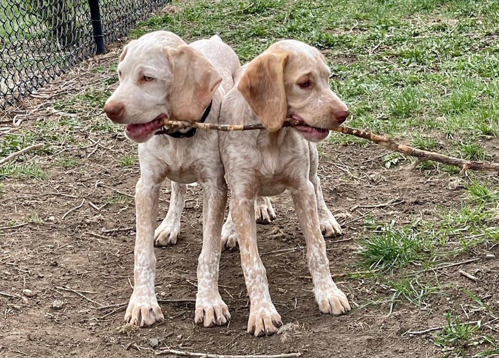 Braque Du Borbonnais Puppies, Braques Francaises puppies for sale arizona