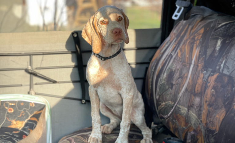 Colorado Braque Francais puppies for sale