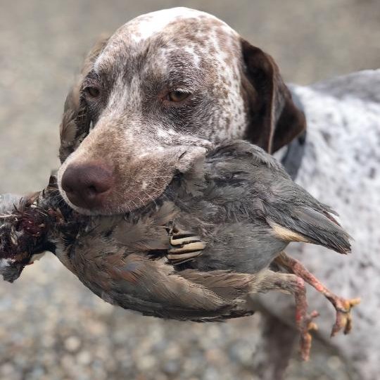 Biscuit Braque du Bourbonnais hunting dog from Sioux Ridge Pointers