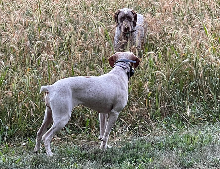 Delaware purebred pointer dog puppies for sale near me