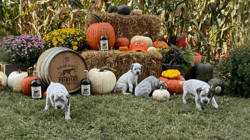 Braque du bourbonnais french pointers for sale hunting dogs in South Dakota from Pointer and purebred hunting dog gundog breeders
