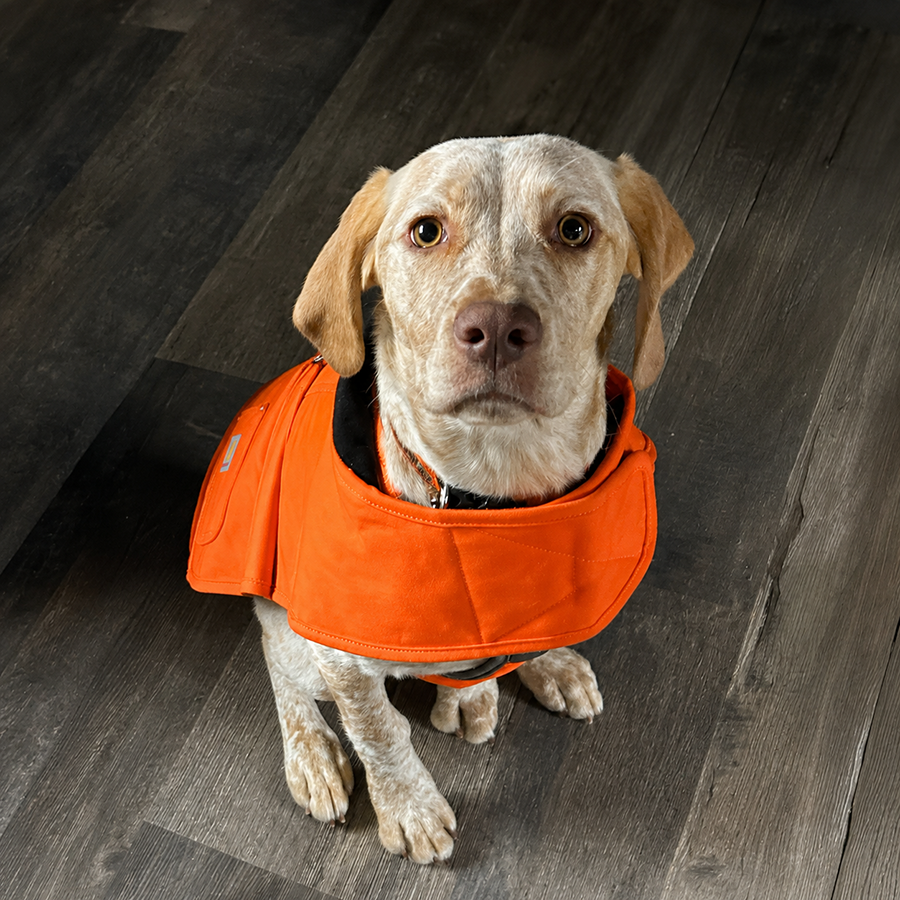 Braque du Bourbonnais puppy wearing an orange hunting vest for a Sioux Ridge Pointers testimonial from a puppy family