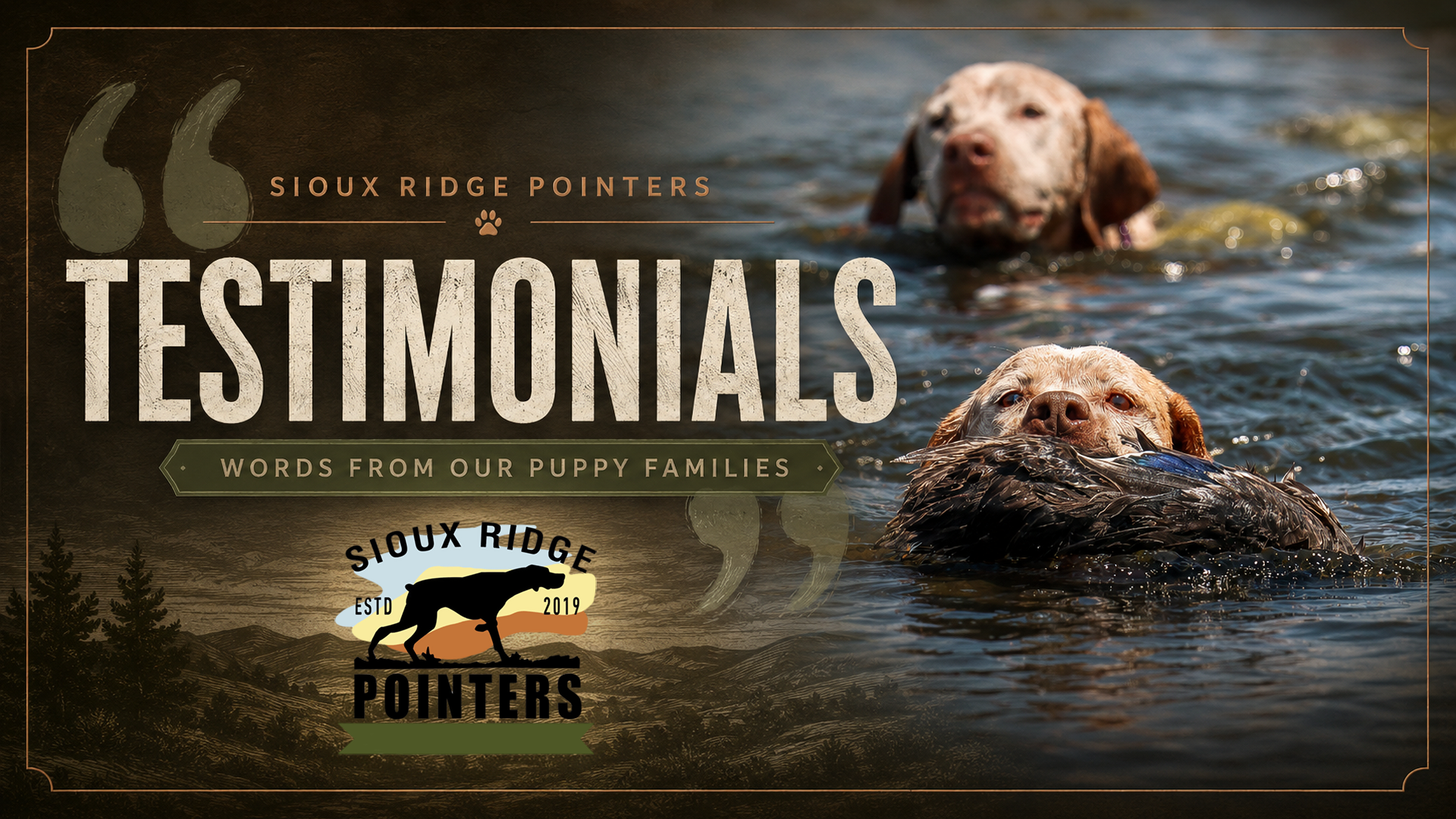 Sioux Ridge Pointers Testimonials | Braque du Bourbonnais Reviews Sioux Ridge Pointers testimonials featured image with hunting dogs in water and text for Braque du Bourbonnais puppy family reviews