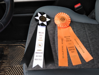 AKC champion Braque du Bourbonnais French Pointer
