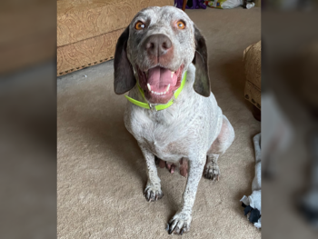 Bourbonnais Pointer breeder