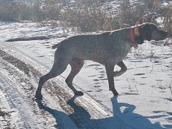 Bourbonnais Pointer breeder