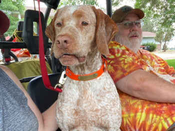 Bourbonnais Pointer