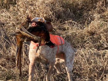 Bourbonnais Pointing Dog breeder