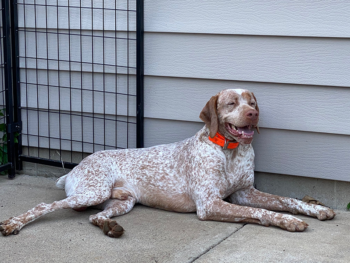 Bourbonnais Pointing Dog
