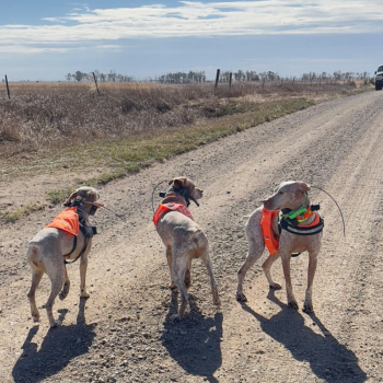 Braque du Bourbonnais gundogs