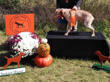 Braque du Bourbonnais senior hunt champion