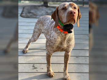 French Pointer
