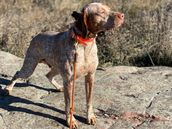 French Pointing Dog breeder