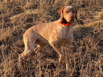 French Pointing Dog