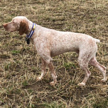 braque du bourbonnais gundog breeder