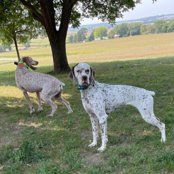 braque du bourbonnais kennels breeders puppies