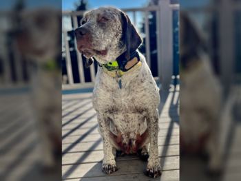 liver ticked Bourbonnais dog breeder