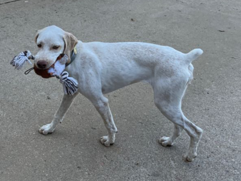 BDB pointer puppies for sale