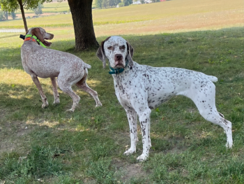 Bourbonnais Pointer gundogs for sale