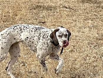 Bourbonnais Pointing Dog for sale