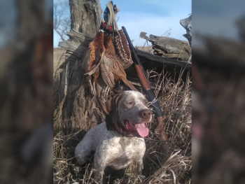 Bourbonnais Pointing Dog for sale