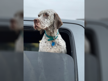 Bourbonnais Pointing Dog pointers