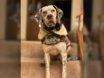 Bourbonnais Pointing Dog pointers