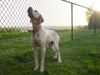 Bourbonnais dog gundog