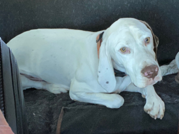 Bourbonnais dog puppy