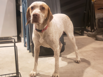 Braque Bourbonnais for sale puppies
