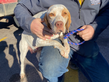 Braque Bourbonnais gundogs for sale