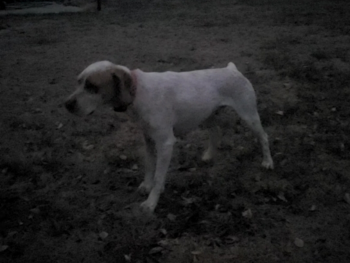 Braque du Bourbonnais gundogs for sale puppies