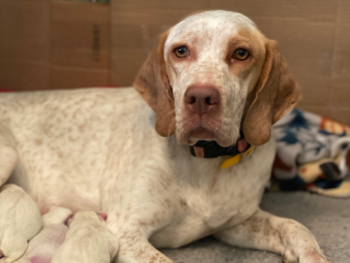 Braque du Bourbonnais gundogs for sale