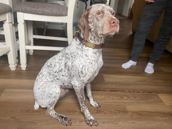 Braque du Bourbonnais puppies for sale