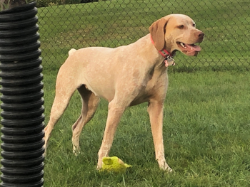 Braque du Bourbonnais puppies for sale kennels