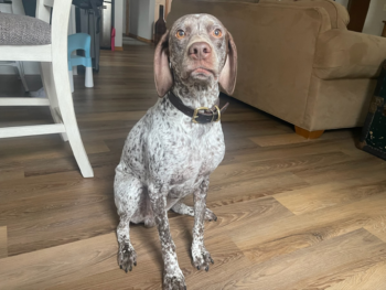 Braques Francaises puppies for sale