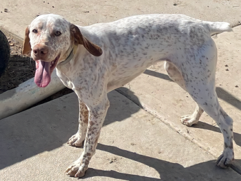 Braques Francaises puppies for sale