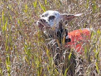 Field bred French Pointer for sale
