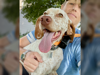 French Pointer gundogs
