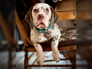 French Pointer gundogs