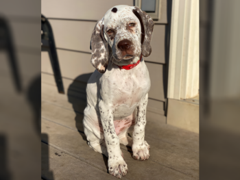 French Pointing Dog for sale