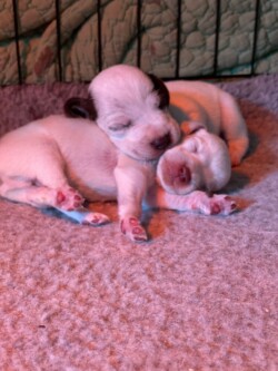 gundogs for sale