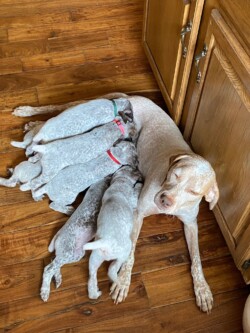 gun dog puppies for sale
