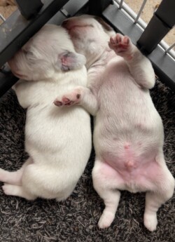 gundog central puppies for sale