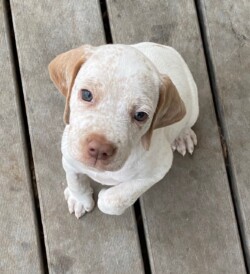 bird dog puppies