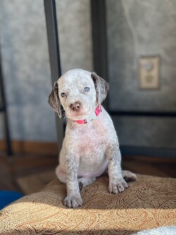pointer dog breeders
