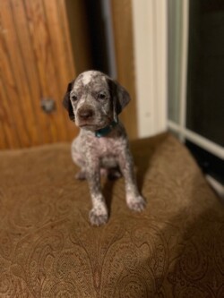 pointer puppies