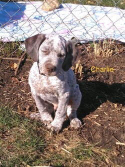 pointer breeders